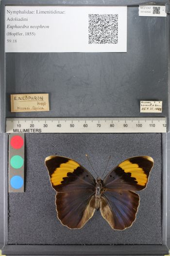 Media type: image;   Entomology 142642